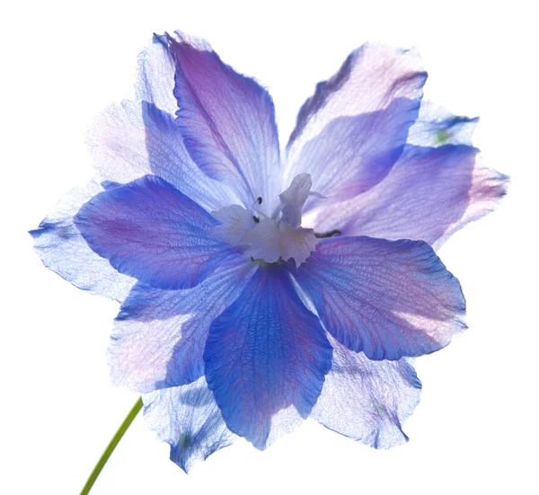 Delphinium flower — Stock Photo, Image