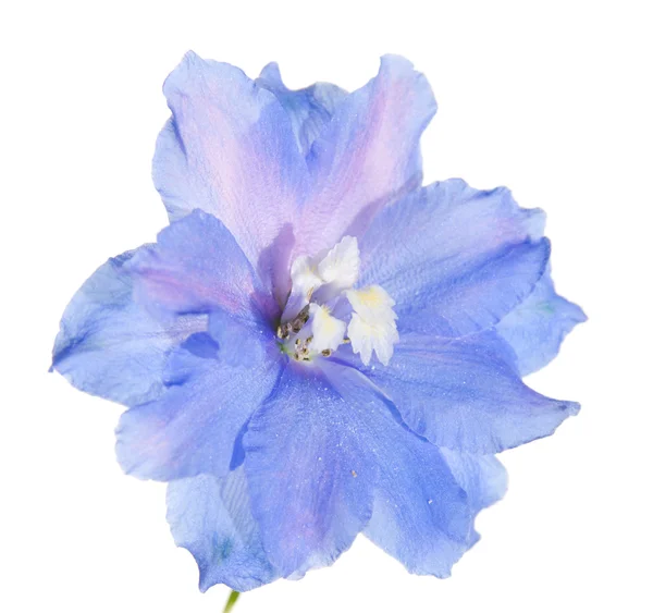 Delphinium Kwiat — Zdjęcie stockowe