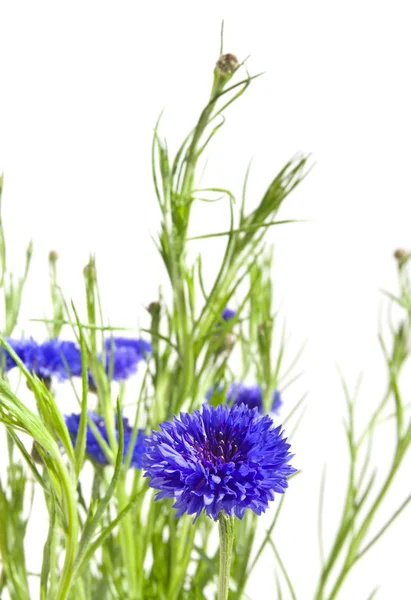 Dark Blue Cornflower — Stock Photo, Image