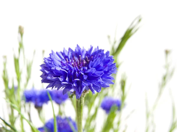 Flor Milho Azul Escuro — Fotografia de Stock