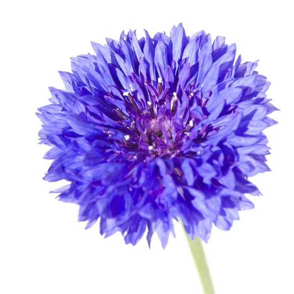 Flor Milho Azul Escuro — Fotografia de Stock