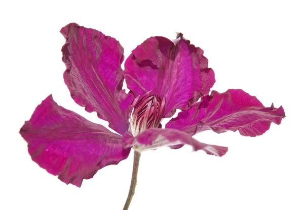 Clemtis Púrpura Aislada Blanco — Foto de Stock