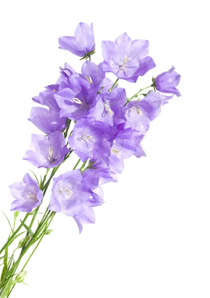 ベルフラワー (ホタルブクロ)、花束、分離 — ストック写真
