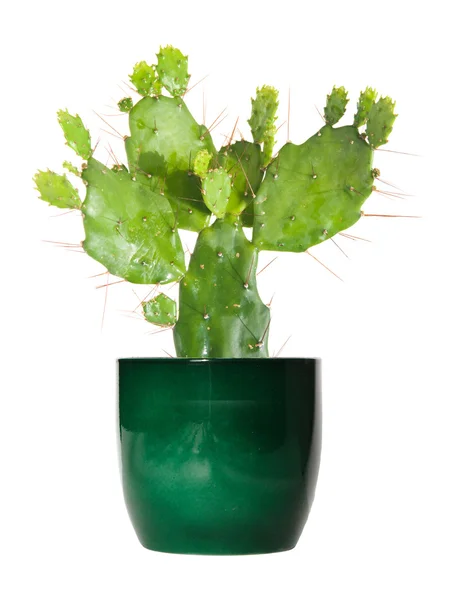 Opuntia-Kaktus in einem grünen Topf, isoliert — Stockfoto