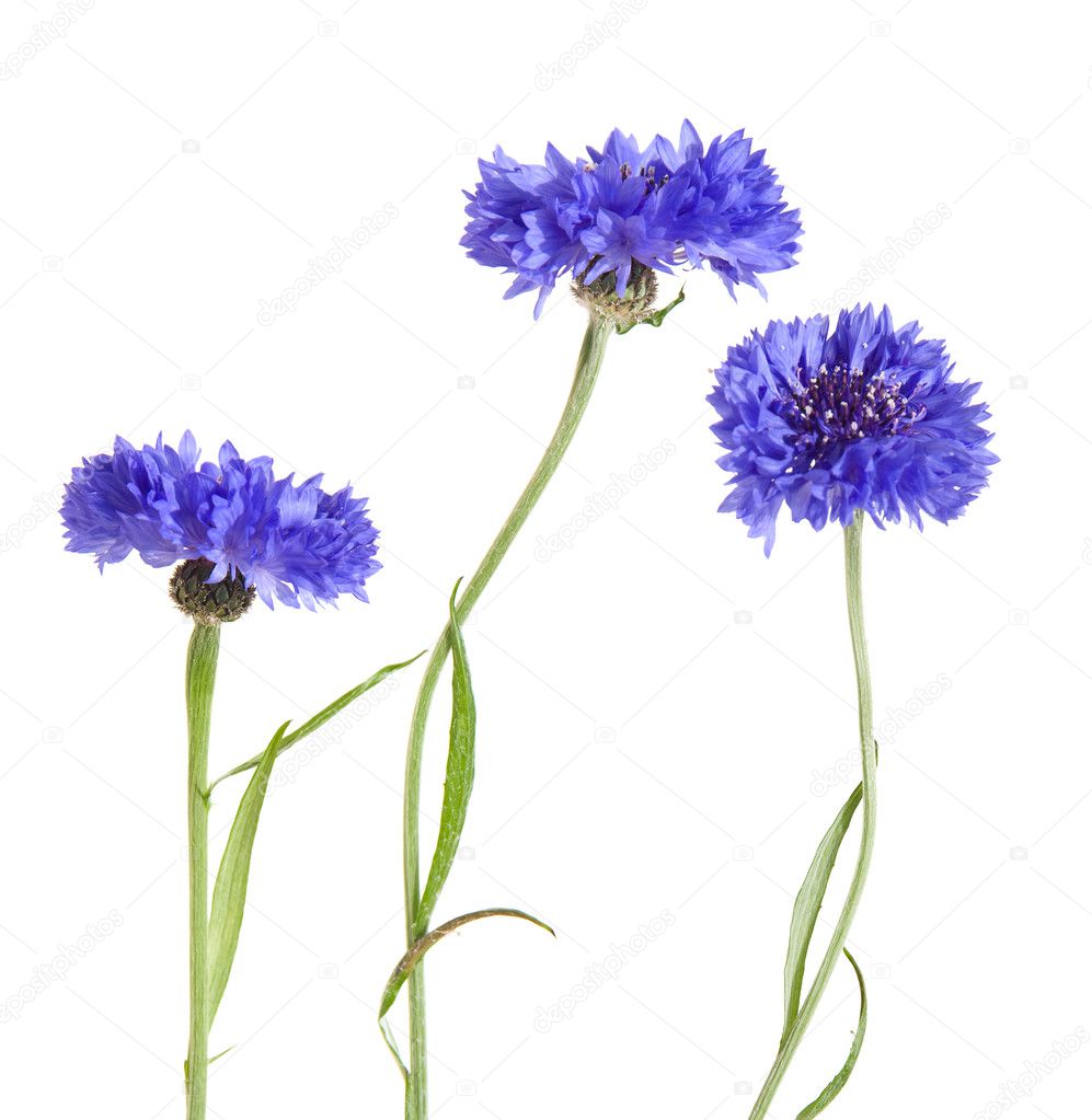 Dark blue cornflower