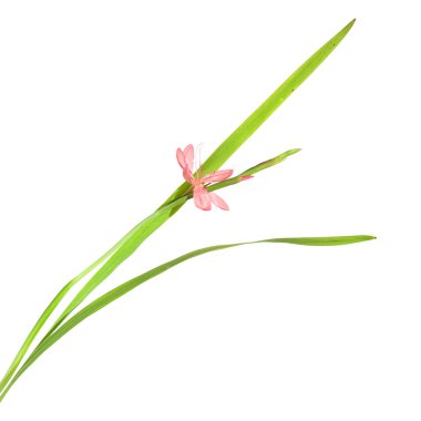 schizostylis coccinea, parlak pembe çeşitli izole
