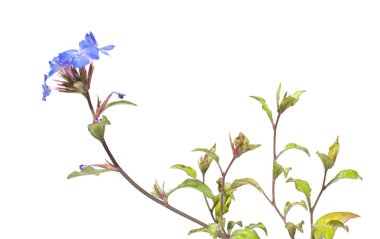 Ceratostigma, branch with flowers clipart