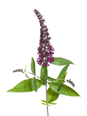 Purple buddleja (butterfly bush) isolated clipart