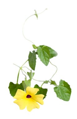 Thunbergia ( black-eyed Susan vine or clock vine), isolated clipart