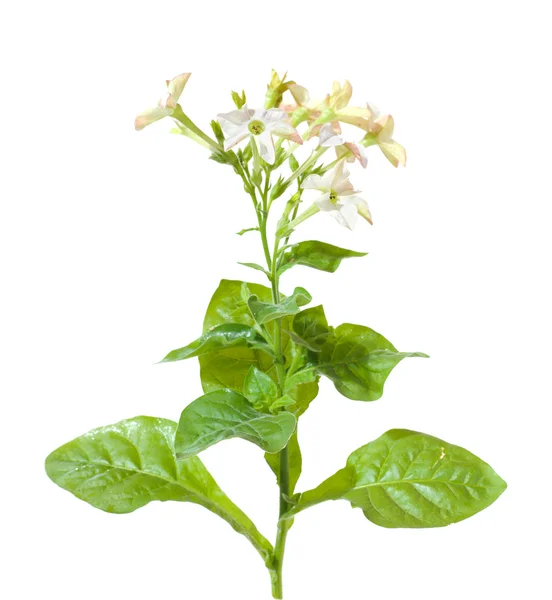 Nicotiana (pianta da giardino fiorita di tabacco), isolata — Foto Stock