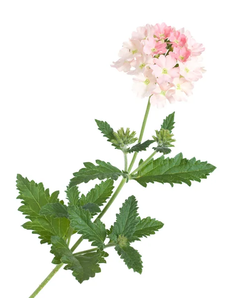 Sanft rosa Gartenverbene, bunt — Stockfoto