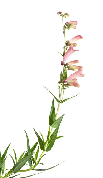 Penstemon różowy (beard-tongue), na białym tle — Zdjęcie stockowe