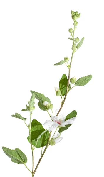 Lavatera, квітучі гілки, ізольовані на білому — стокове фото