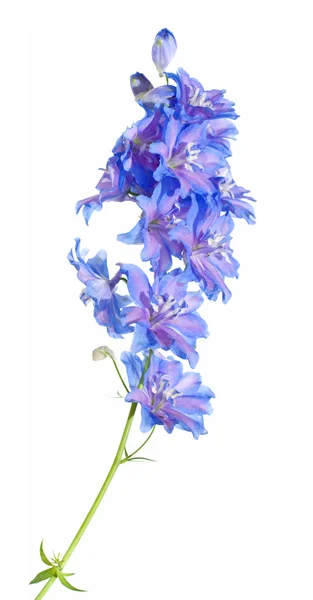 Bright blue delphinium flowering spike, isolated — Stock Photo, Image