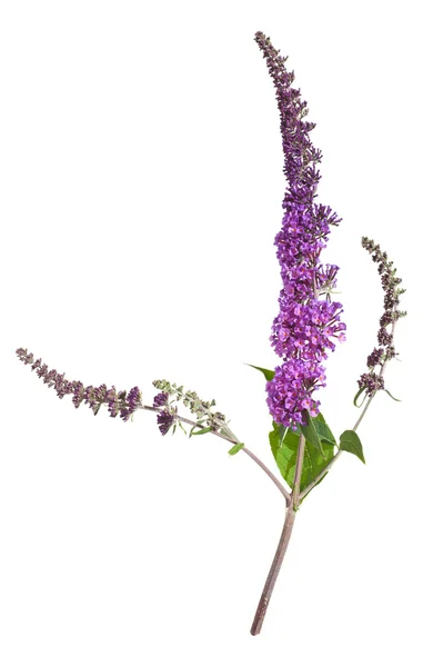 紫フジウツギ属 バタフライ ブッシュ — ストック写真