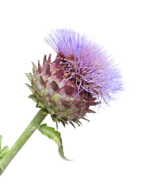 Blooms cynara cardunculus