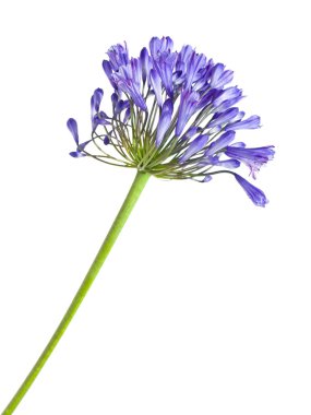 African lily (Agapanthus africanus) clipart