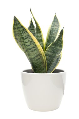 Sansevieria (mother-in-law's tongue) plant in a light colored po clipart