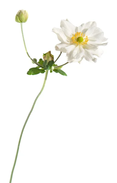 White japanese anemone isolated on white — Stock Photo, Image