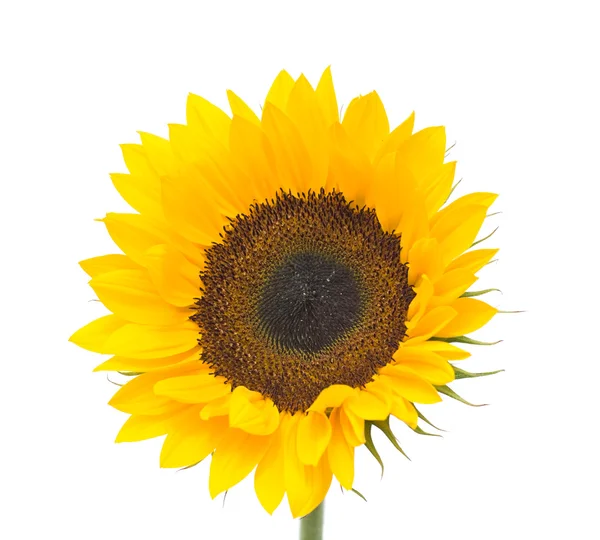 Stock image Sunflower isolated