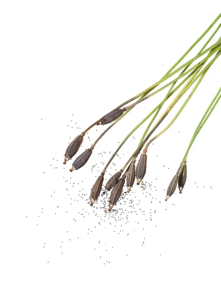 Capsule di semi di papavero gallese (meconopsis cambrica) — Foto Stock