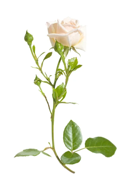 Rosa rampicante di colore chiaro, isolata su sfondo bianco — Foto Stock