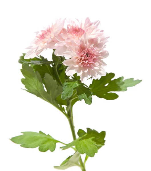 Rosa Spray Garten Chrysanthemen Spitze Des Zweiges Isoliert — Stockfoto