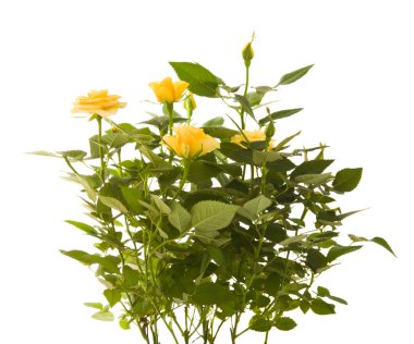 Yellow mini rose bush, isolated on white background clipart