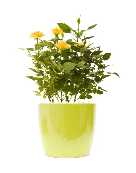 Gele mini Rozenstruik, geïsoleerd op witte achtergrond — Stockfoto