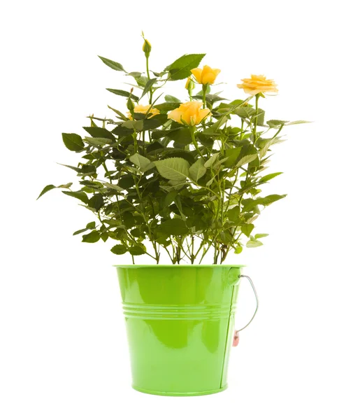 Gelber Mini-Rosenstrauch, isoliert auf weißem Hintergrund — Stockfoto