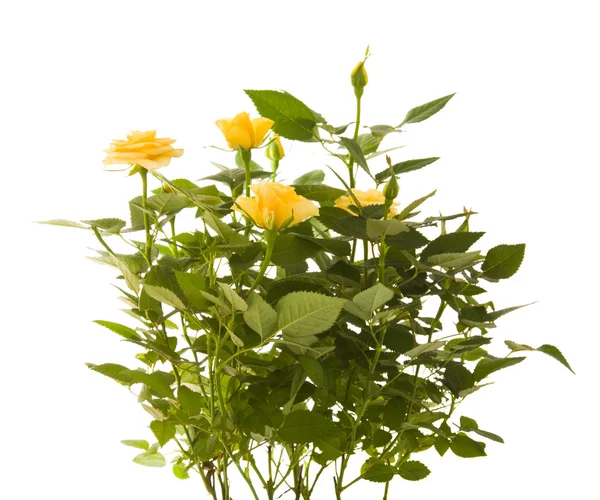 Gelber Mini-Rosenstrauch, isoliert auf weißem Hintergrund — Stockfoto