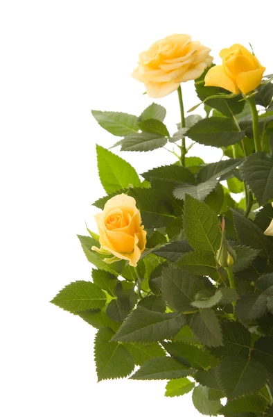 Mini Arbusto Amarelo Rosa Isolado Fundo Branco — Fotografia de Stock