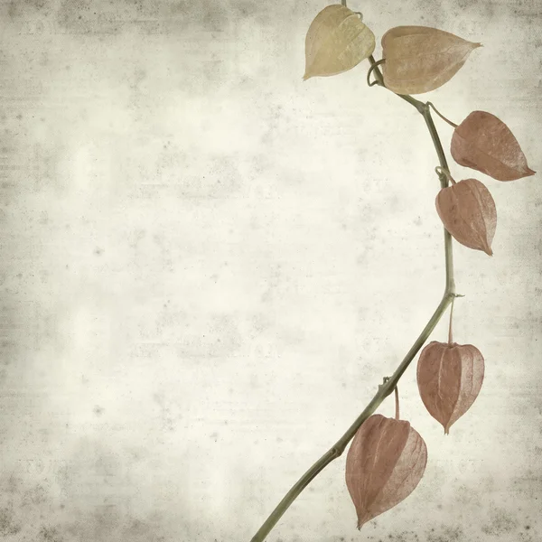 Texturou staré papírové pozadí s physalis podzimní lucerny — Stock fotografie