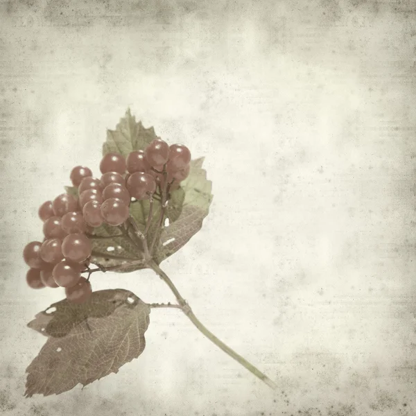 Texturou staré papírové pozadí s Kalina strom podzimní listy — Stock fotografie