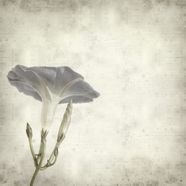 Textured old paper background with blue ipomoea, flower and bud (morning glory)