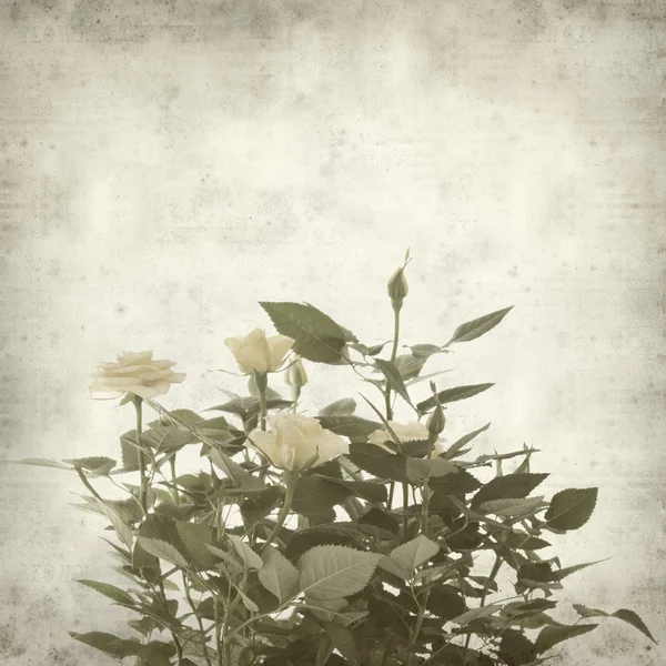 淡い黄色のバラと古い用紙の背景のテクスチャ — ストック写真