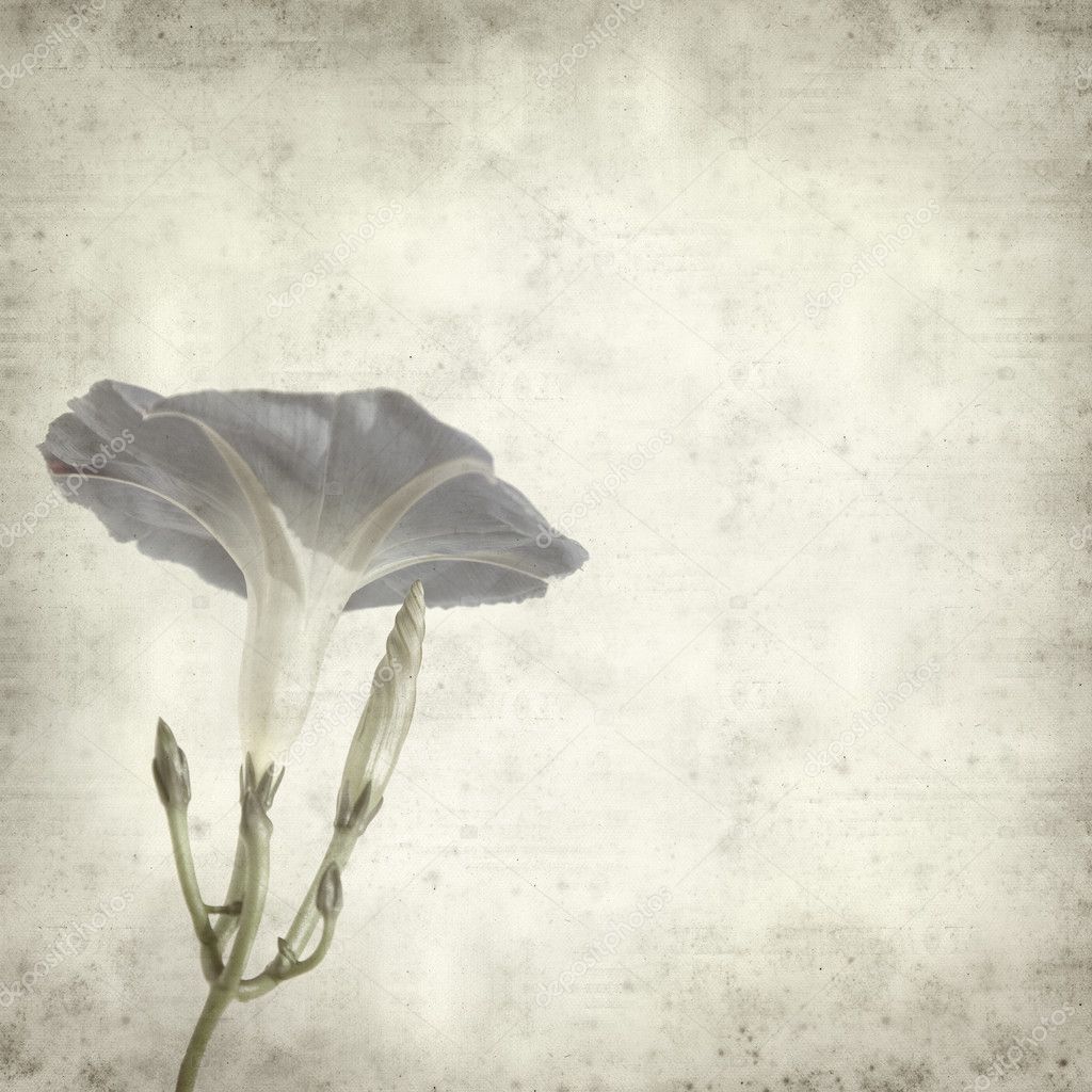 Textured old paper background with blue ipomoea, flower and bud