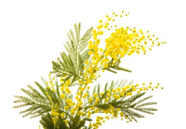 Branch of mimosa plant with round fluffy yellow flowers clipart