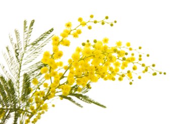 Small branch of mimosa plant with round fluffy yellow flowers; clipart