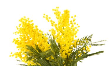 Bunch of small branch of mimosa plant with round fluffy yellow flowers clipart