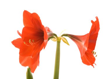 Parlak kırmızı Hippeastrum (genellikle nergis zambağı olarak adlandırılır); beyaz izole; yakın çekim