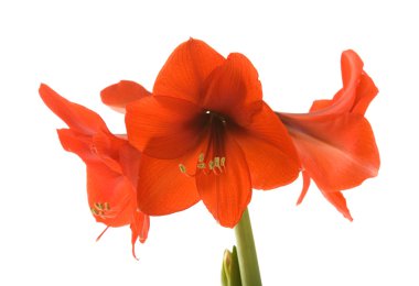 Parlak kırmızı Hippeastrum (genellikle nergis zambağı olarak adlandırılır); beyaz izole; yakın çekim