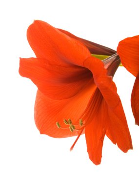 Parlak kırmızı Hippeastrum (genellikle nergis zambağı olarak adlandırılır); beyaz izole; yakın çekim