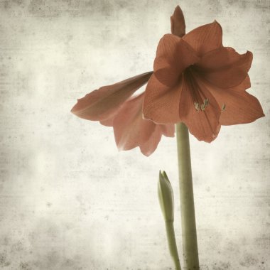 Parlak kırmızı Hippeastrum ile dokulu eski kağıt arka plan ( Amaryllis )