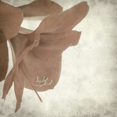Parlak kırmızı Hippeastrum (Amar ile dokulu eski kağıt arka plan