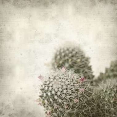 Textured old paper background with flowering mammilaria catcus, clipart