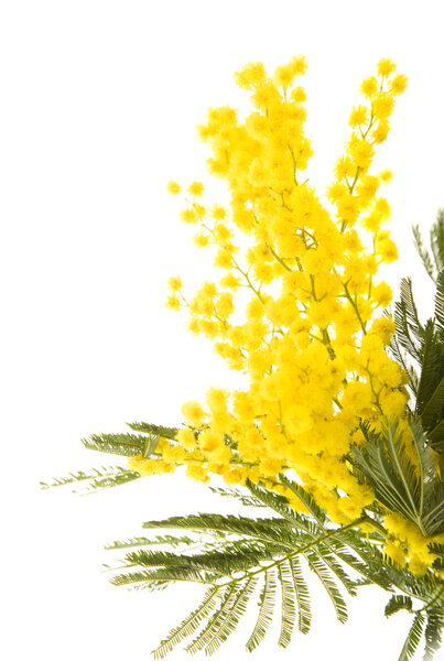 Small branch of mimosa plant with round fluffy yellow flowers;