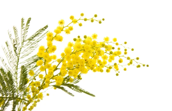 Pequeno ramo de planta mimosa com flores amarelas macias redondas ; — Fotografia de Stock