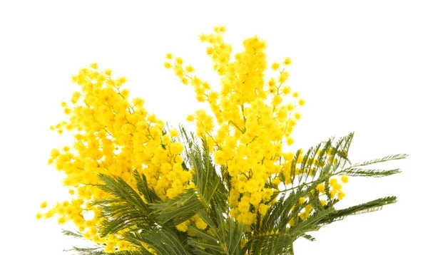 Kilka małych oddziału zakładu mimozy z okrągłe puszyste żółte kwiaty — Zdjęcie stockowe