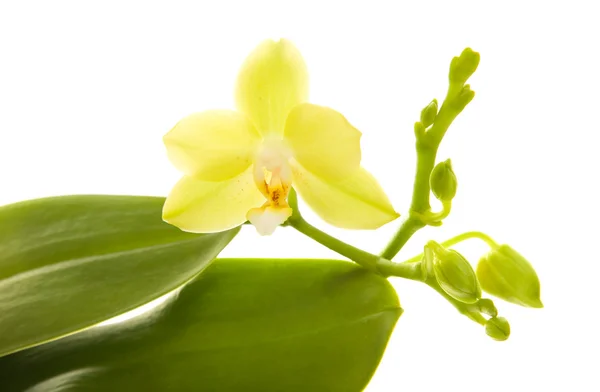 Planta Amarela Orquídea Phalaenopsis Isolada Branco — Fotografia de Stock